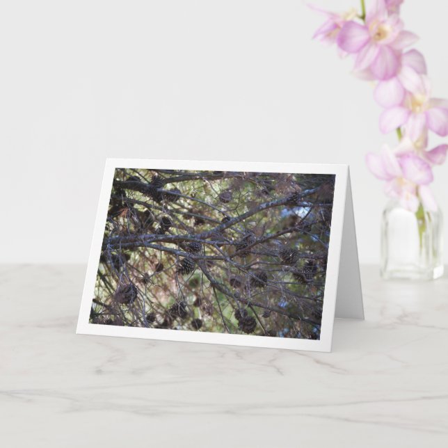 Carte Cônes de conifères sur un pin (Orchidée)