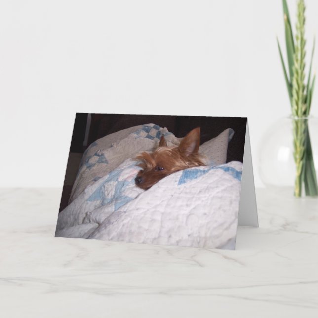 Carte Confort d'Alfie (Devant)