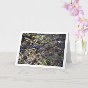 Carte Conifer cônes sur l'arbre des pins