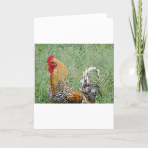 Carte Coq