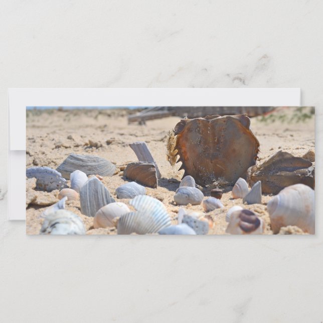 Carte Coquillages sur la plage par Shirley Taylor (Devant)