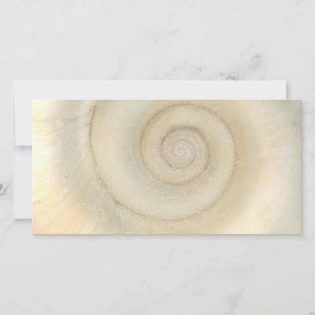 Carte Coquille - Conchologie - Spirale blanche (Devant)