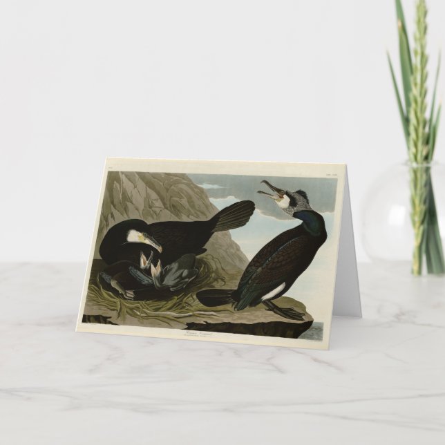 Carte Cormorant commun - d'Audubon's Birds of America (Devant)