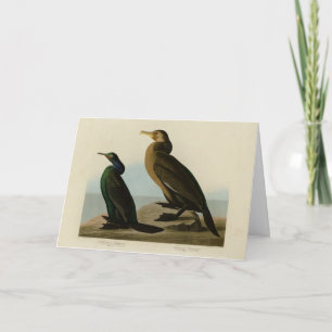Carte Cormorant de Violet-vert & Townsend's, Audubon Bir