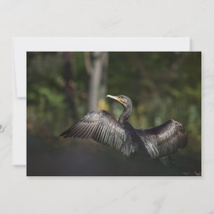 Carte Cormorant Nature Photo Card