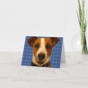 Carte Cosby Jack Russel