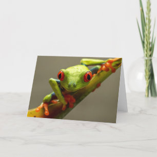 Carte Costa Rica La grenouille des arbres à feuilles rou