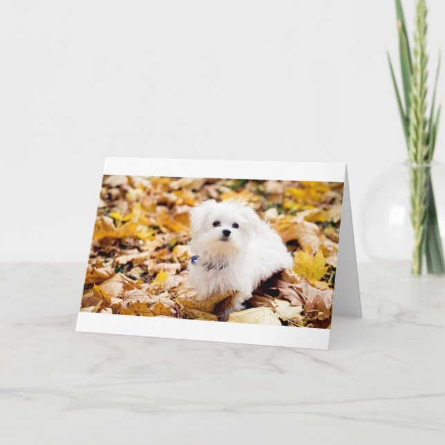 Carte Coton de Tulear DIT HEUREUX 60ème anniversaire (Devant)