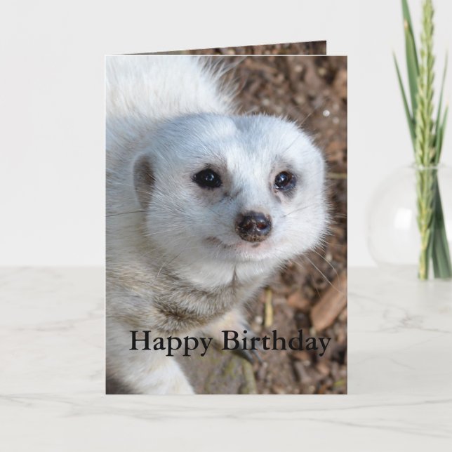 Carte Coton La Meerkat Blanche, Anniversaire (Devant)