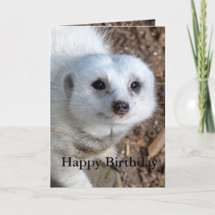 Carte Coton La Meerkat Blanche, Anniversaire