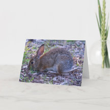 Cottontail d'Audubon
