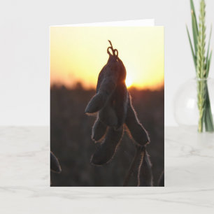 Carte Coucher de soja