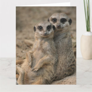 Carte Couple de suricates