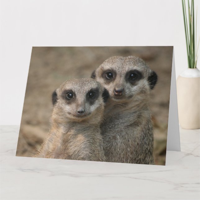 Carte Couple de suricates (Devant)