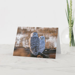 Carte Couples de hibou de Milou