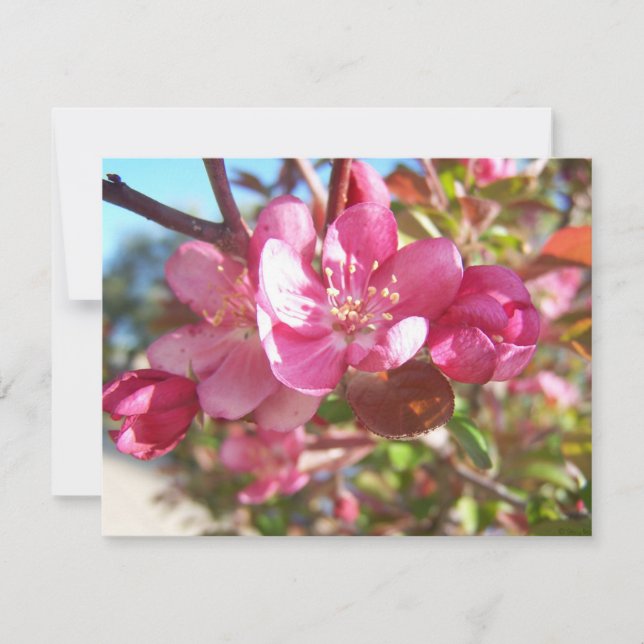 Carte Crabe pommier en fleurs (Devant)