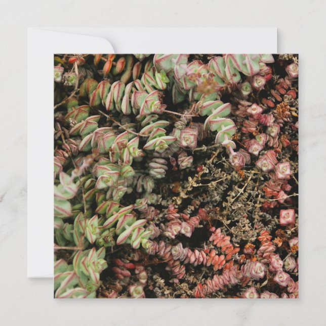 Carte Crassula perforata (Devant)