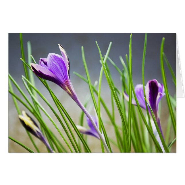 Carte Crocus (Devant horizontal)