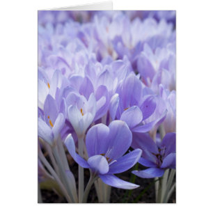 Carte Crocus