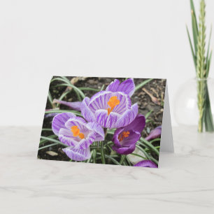 Carte Crocus De Printemps Violet.