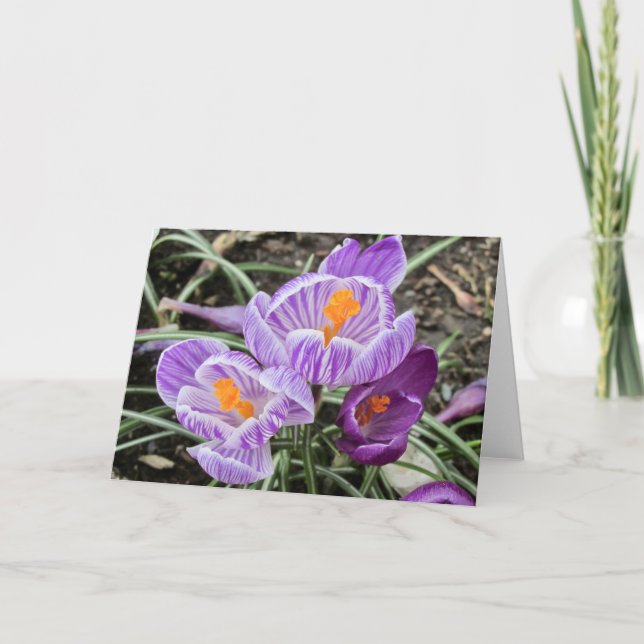 Carte Crocus De Printemps Violet. (Devant)
