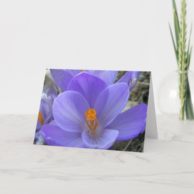 Carte Crocus Easter (Devant)