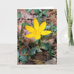 Carte Crocus jaune de printemps Pensant à vous
