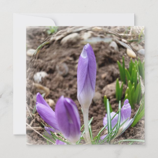 Carte Crocus printaniers (Devant)