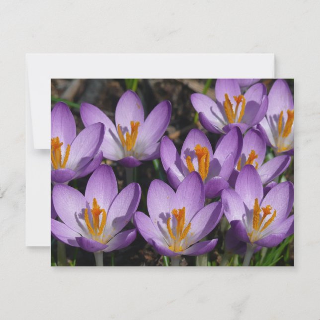 Carte Crocus violets ensoleillés (Devant)