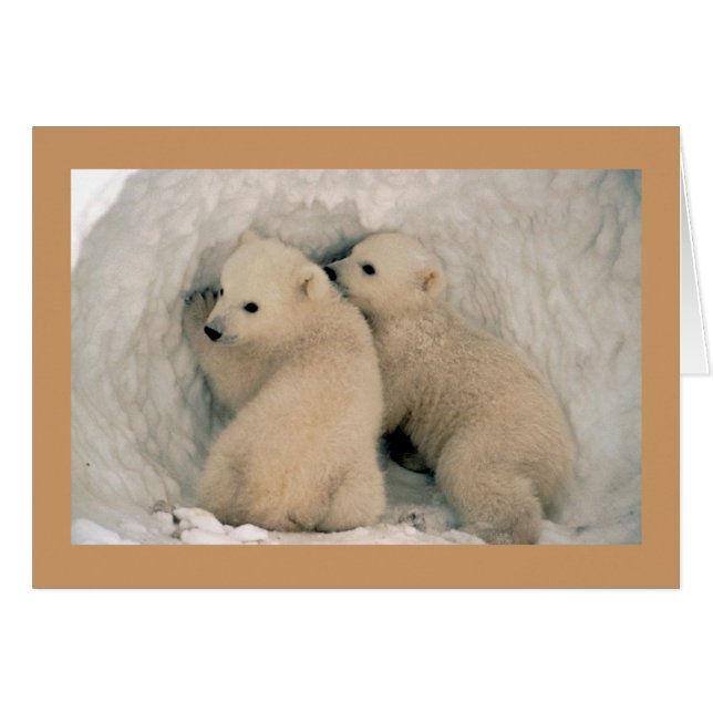 Carte / Cubes d'ours polaires (Devant horizontal)