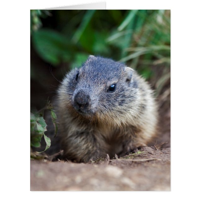 Carte curieuse de Marmot de bébé (Devant)