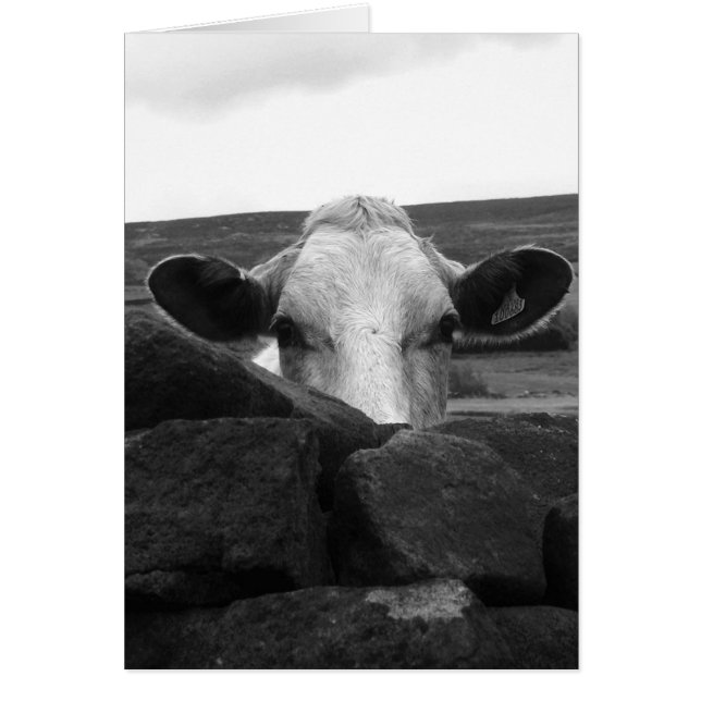 Carte curieuse de vache (Devant)