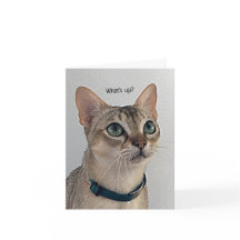 Curieux Chat blanc
