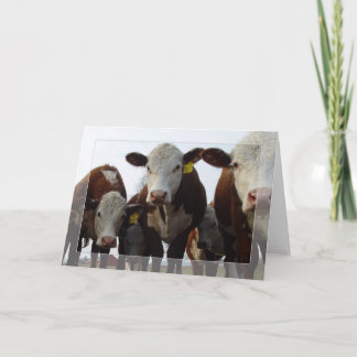 Carte Curieux Vaches 1