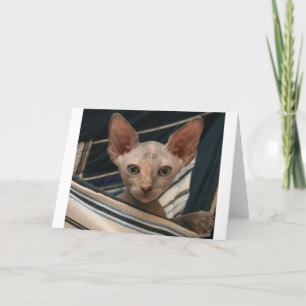 Carte Cute curios sphynx kitten