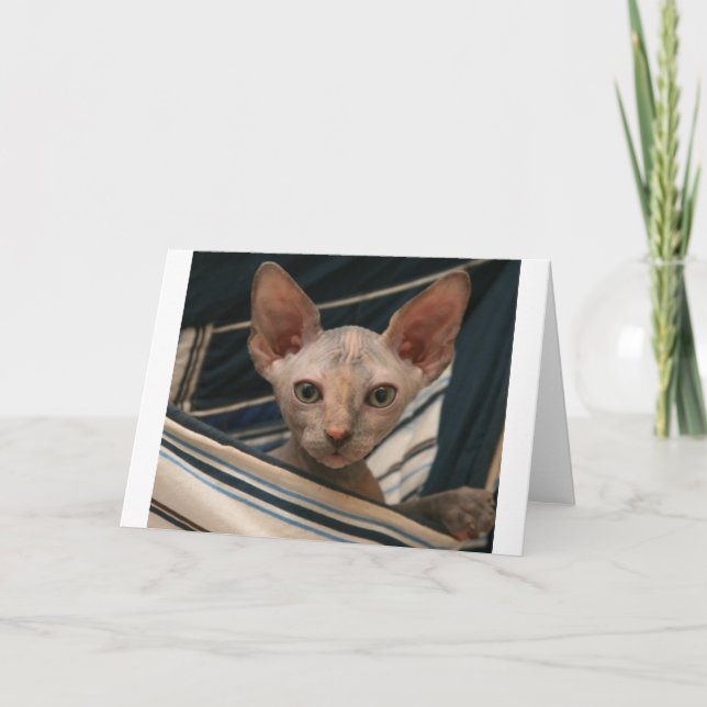 Carte Cute curios sphynx kitten (Devant)