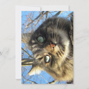 Carte Cute drôle Maine Coon Kitty Visage flou