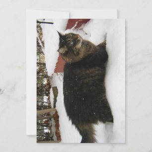 Carte Cute Funny Maine Coon Kitty Chat Orteils froids