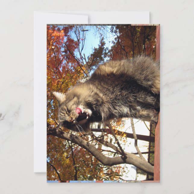 Carte Cute Funny Maine Coon Kitty Délicieux (Devant)