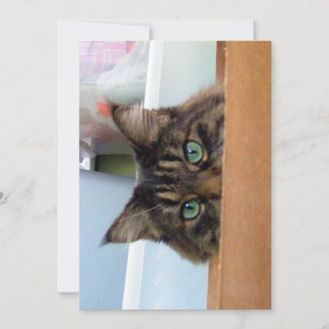 Carte Cute Funny Maine Coon Kitty Peek a Boo (Devant)