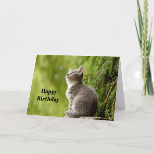 Carte Cute Grey Kitten Regarder La Photo Anniversaire