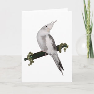 Carte Cute Lutino Cockatiel Bird Ivy Perch Animal