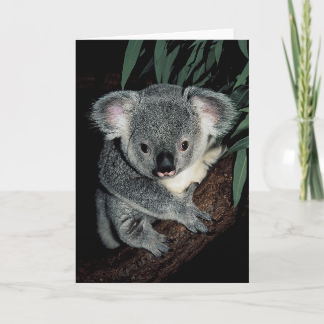 Carte Cute Ours Koala (Devant)