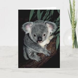 Carte Cute Ours Koala