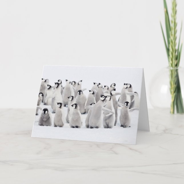 Carte Cutest Baby Animals | Emperor Penguin Chicks (Devant)