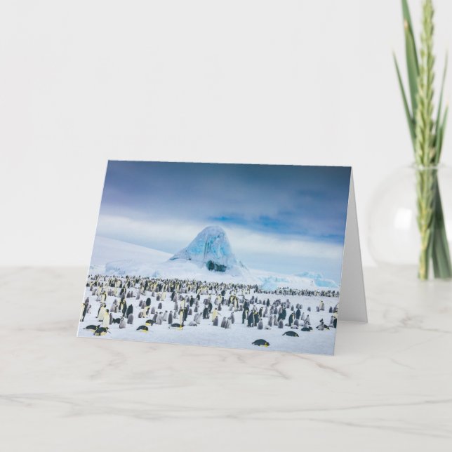 Carte Cutest Baby Animals | Emperor Penguin Colony (Devant)