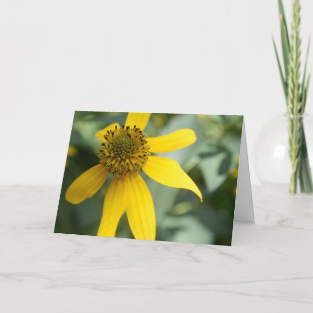 Carte Cutleaf Coneflower (Rudbeckia laciniata) (Devant)