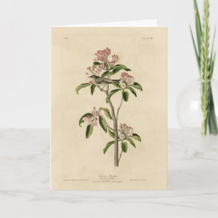 Carte Cuvier's Kinglet (Cuvier's Regulus) Audubon Birds