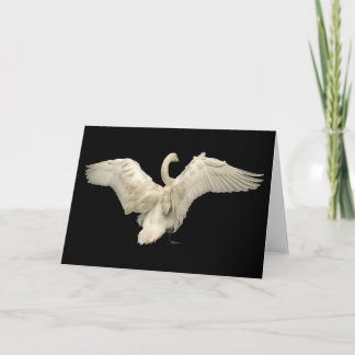 Carte Cygne