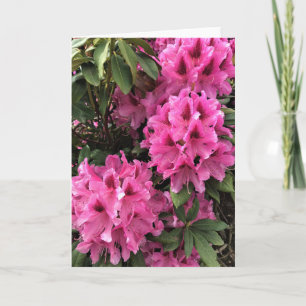 Carte Cynthia Rhododendrons, Oregon